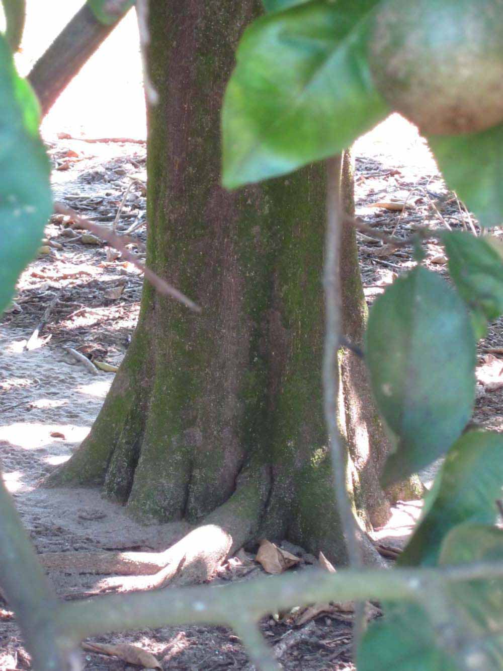            Bark (Winter Haven, FL)      